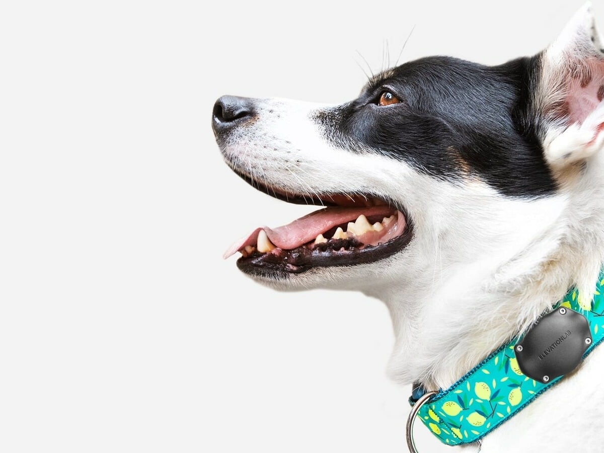 ElevationLab TagVault Pet AirTag mount attaches to a collar to track