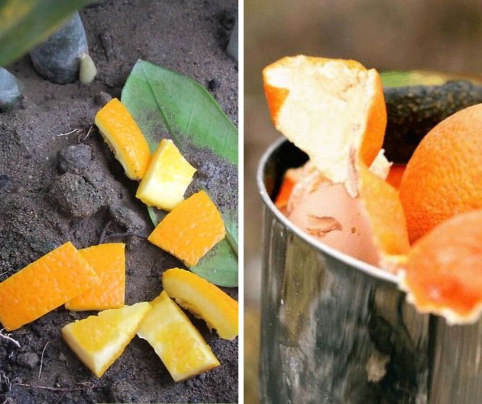 7 Great Ways to Use Citrus Peels in Your Garden Garden Beds