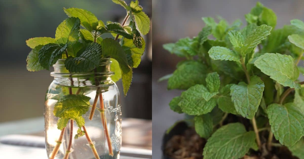 How To Grow Mint At Home In Water Garden Beds