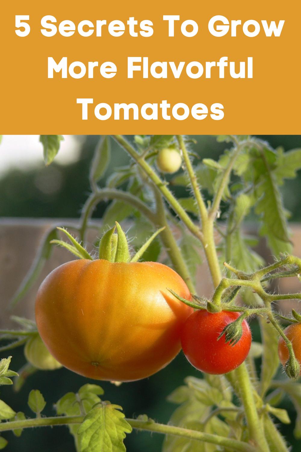 5 Secrets To Grow More Flavorful Tomatoes Garden Beds
