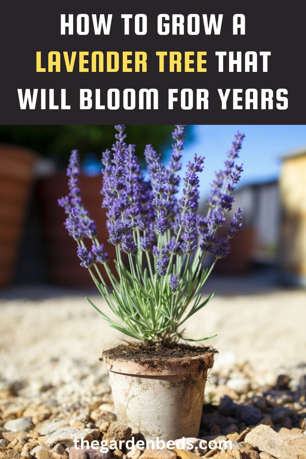 How to Grow a Lavender Tree That Will Bloom for Years Garden Beds