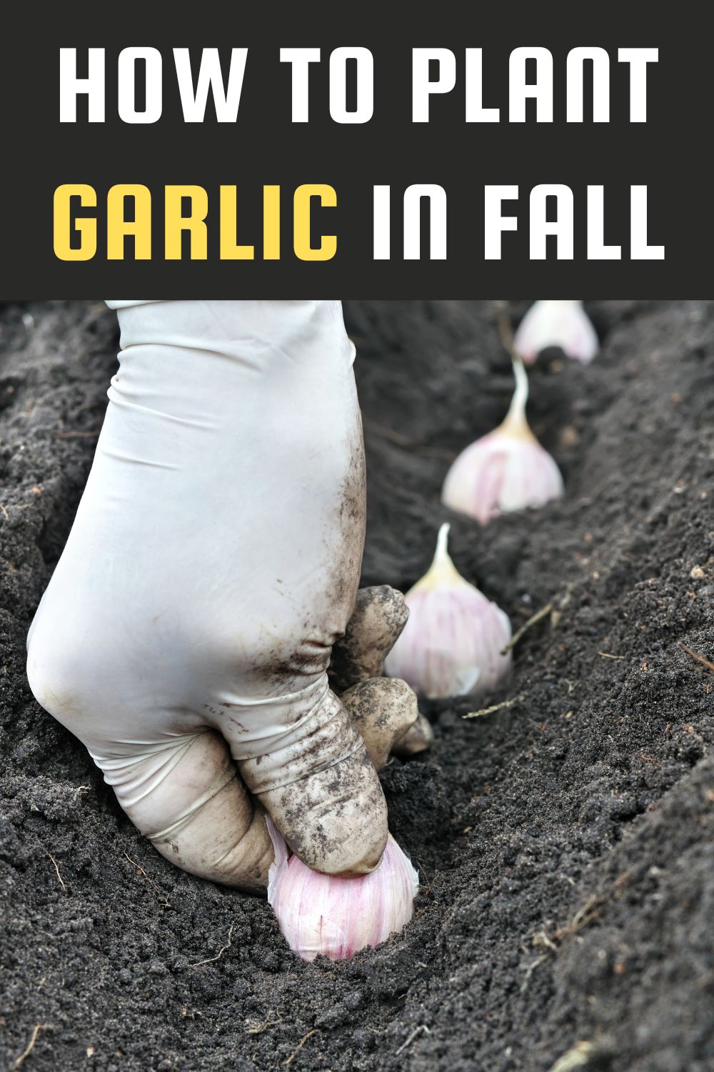 How To Plant Garlic In Fall Garden Beds