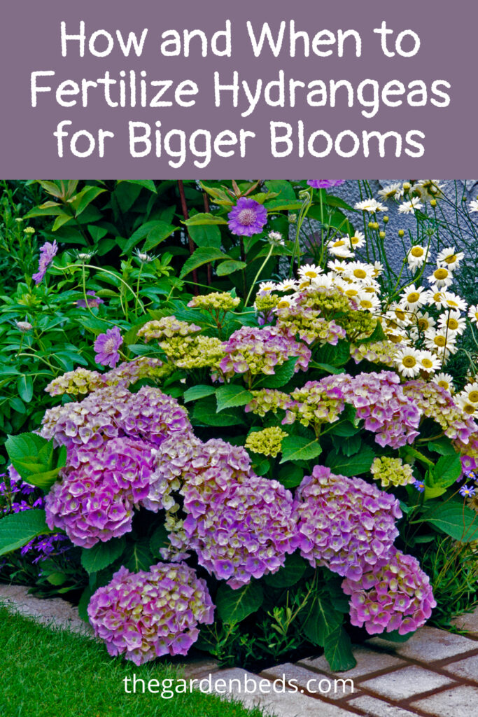 How and When to Fertilize Hydrangeas for Bigger Blooms Garden Beds