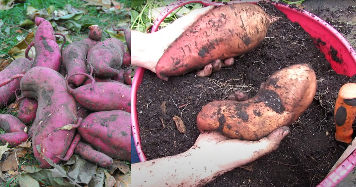 How to Grow Sweet Potatoes in Containers Garden Beds
