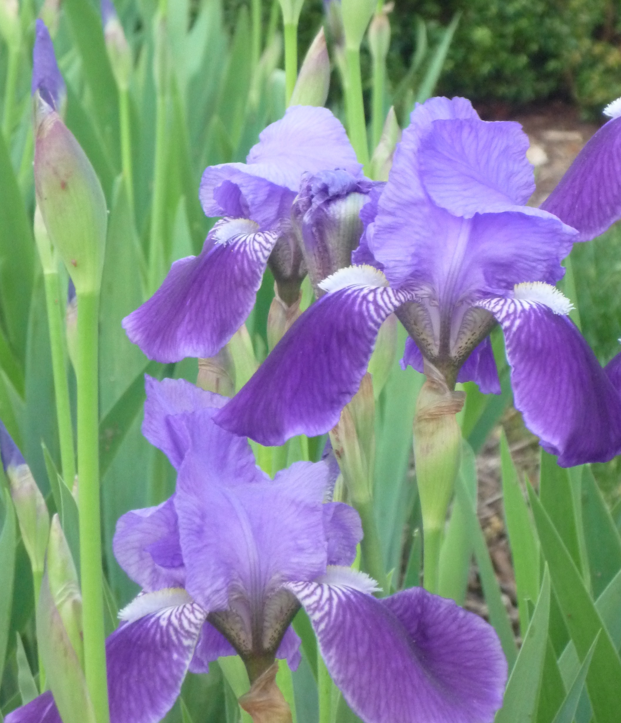 Iris time in Tennessee The Garden Bench