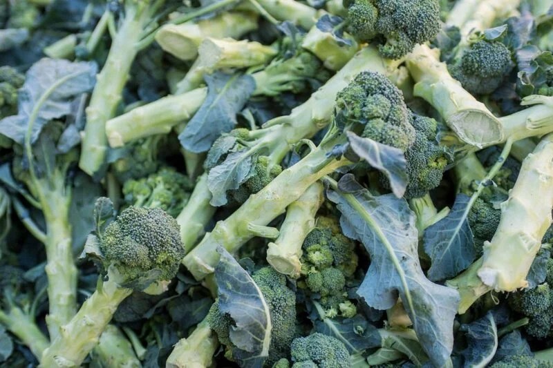 How to Grow Broccoli From Stem? The Garden Bug Detroit