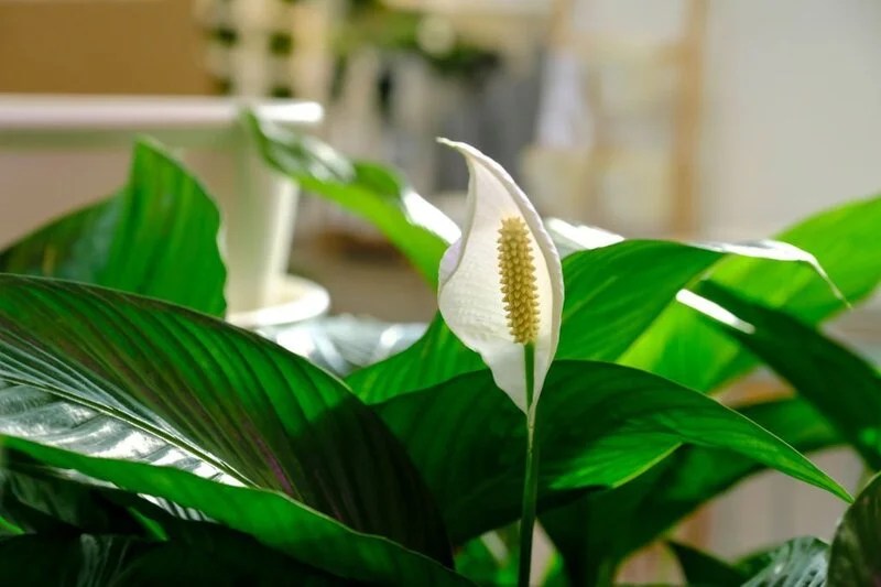 How Long Do Peace Lilies Live? The Garden Bug Detroit