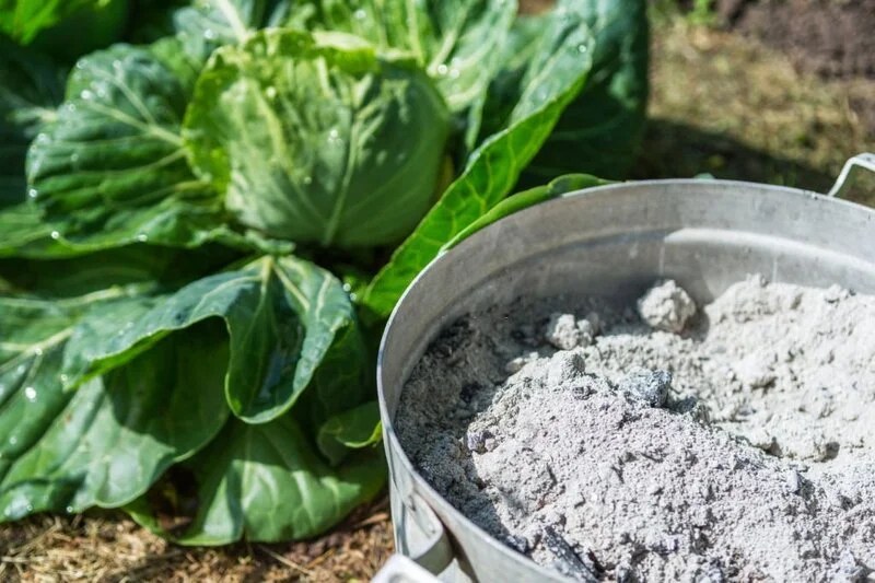 What to Do With Fire Pit Ash? The Garden Bug Detroit
