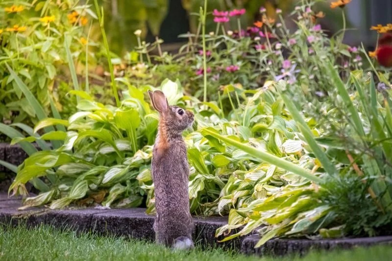What Smell Does Rabbits Hate? The Garden Bug Detroit