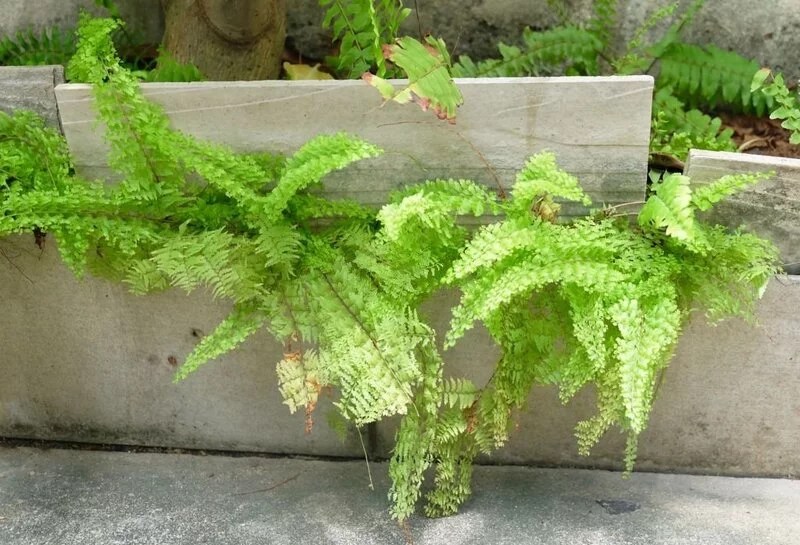 Why Is My Fern Turning Brown and Crispy? The Garden Bug Detroit