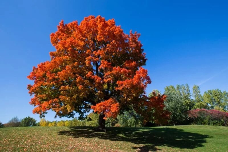 How Long Do Maple Trees Live? The Garden Bug Detroit