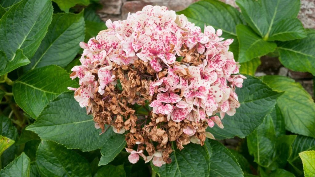 Why Is My Hydrangea Dying? The Garden Bug Detroit
