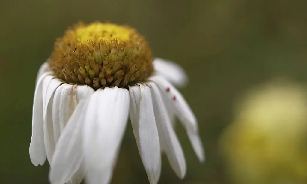 How to Deadhead a Daisy? The Garden Bug Detroit