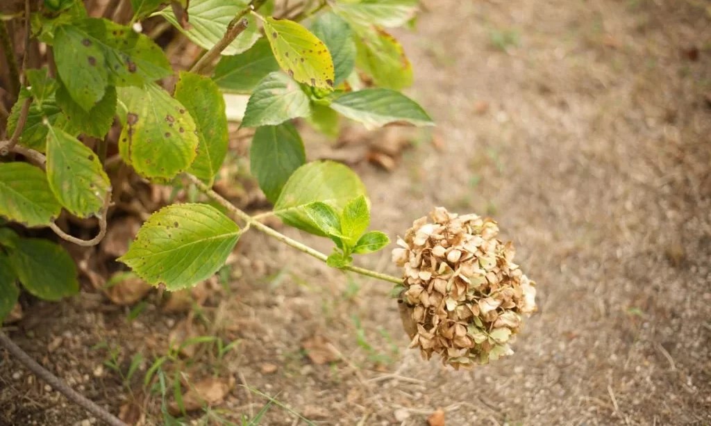 Will a Dead Hydrangea Come Back? The Garden Bug Detroit