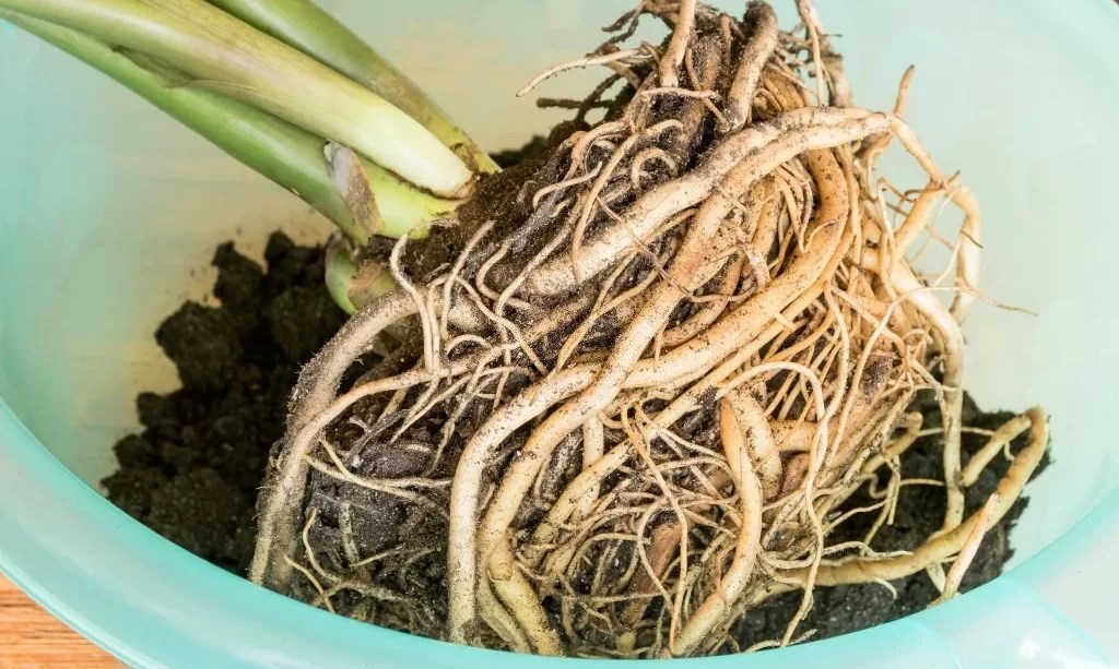 Do Plant Roots Jump When Tickled? The Garden Bug Detroit