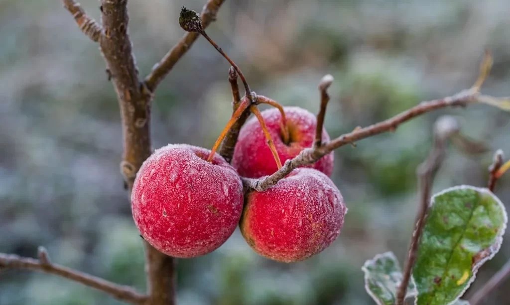 How to Protect Fruit Trees From Frost? The Garden Bug Detroit