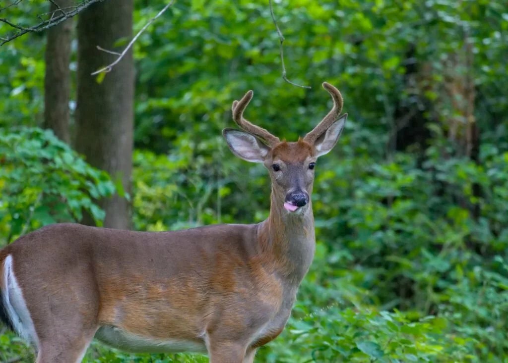 Do Deer Eat Raspberries? The Garden Bug Detroit