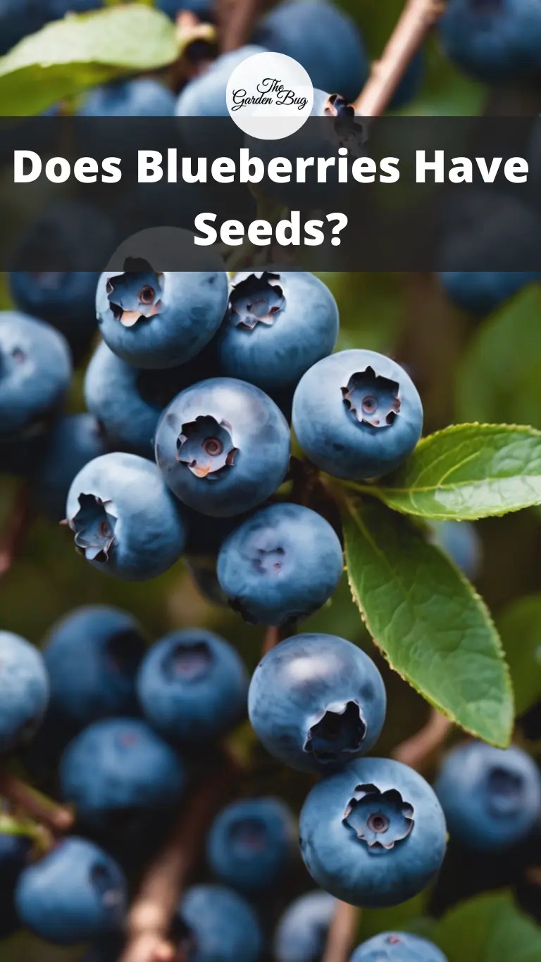 Does Blueberries Have Seeds? The Garden Bug Detroit