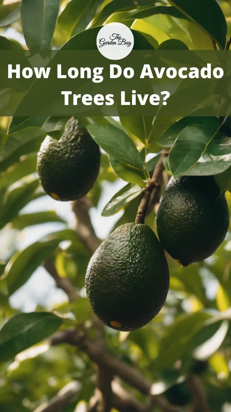 How Long Do Avocado Trees Live? The Garden Bug Detroit