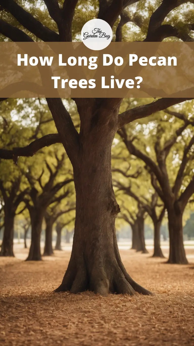 How Long Do Pecan Trees Live? The Garden Bug Detroit