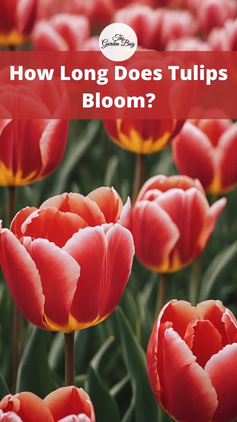 How Long Does Tulips Bloom? The Garden Bug Detroit