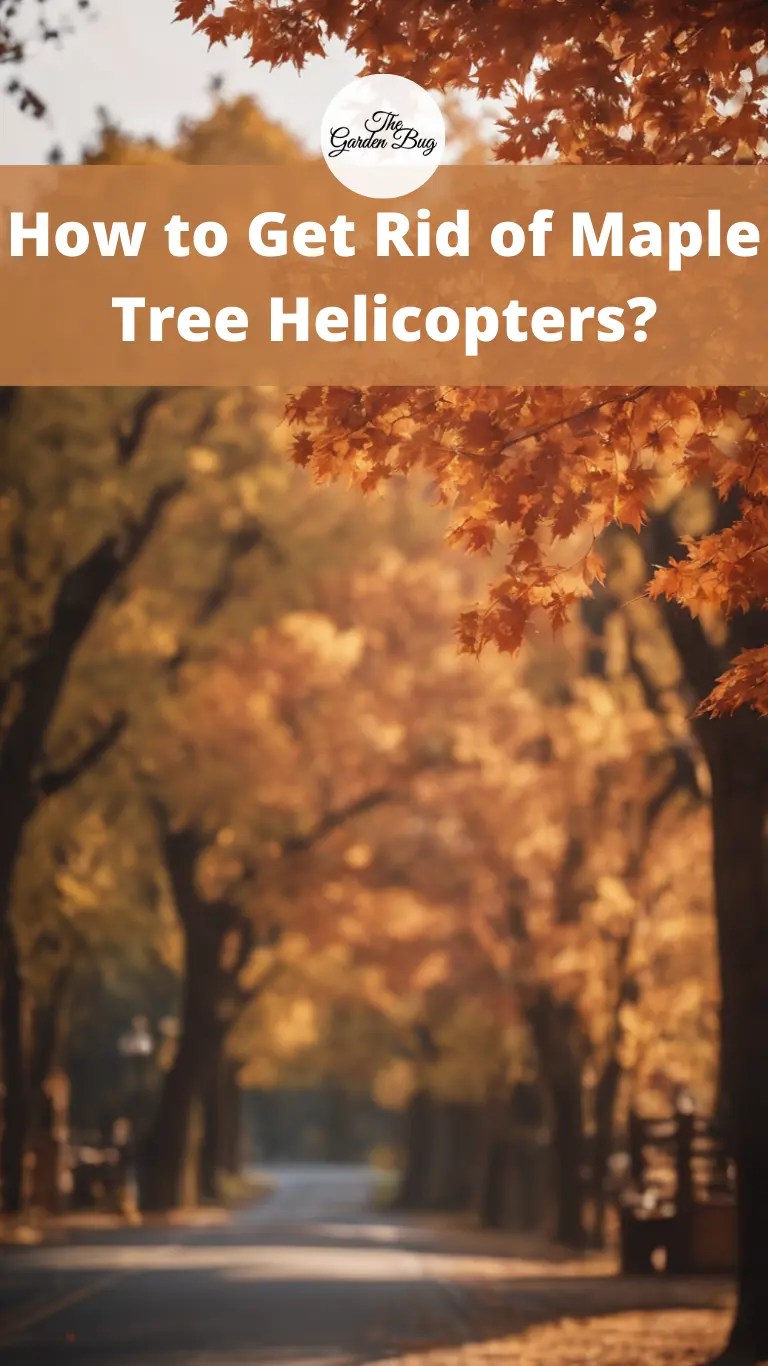 How to Get Rid of Maple Tree Helicopters? The Garden Bug Detroit