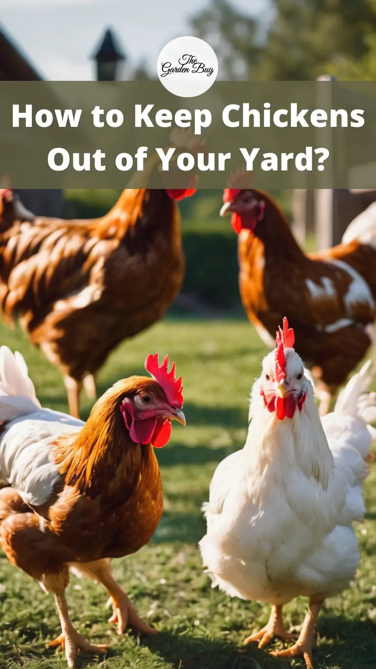 How to Keep Chickens Out of Your Yard? The Garden Bug Detroit