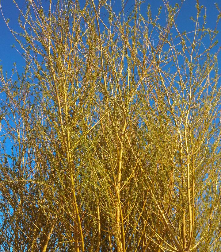 Salix niobe Weeping Willow from Dietrich Gardens