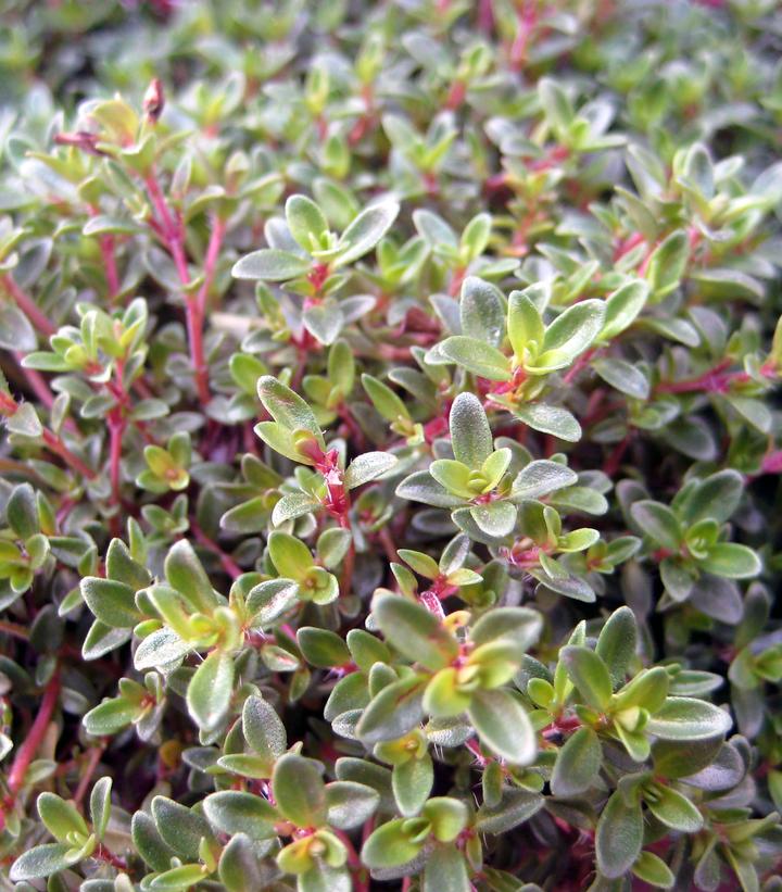 Thymus praecox ''Purple Carpet'' Creeping Thyme from Dietrich Gardens