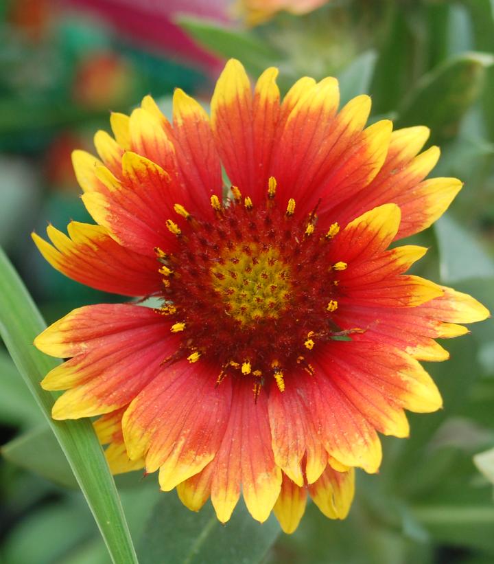 Gaillardia 'Arizona Sun' Arizona Sun Blanket Flower from Dietrich Gardens