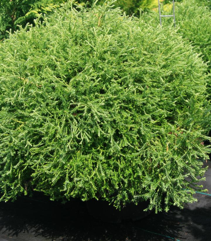 Thuja occidentalis 'Pancake™' Pancake™ Arborvitae from Dietrich Gardens