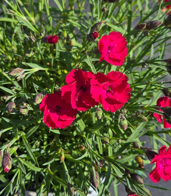 Dianthus hybrid ''Paint the Town Red'' Paint the Town Red Pinks from