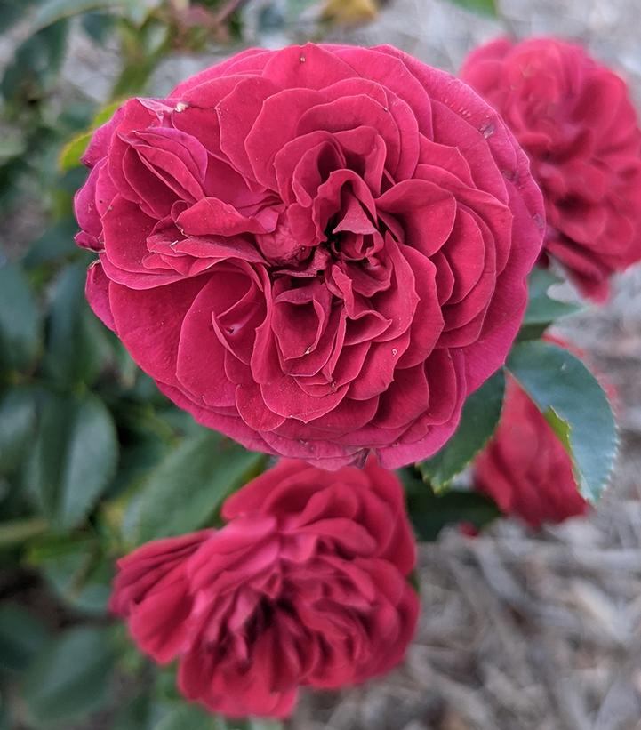 Rosa True Love™ True Love™ hybrid tea rose from Dietrich Gardens