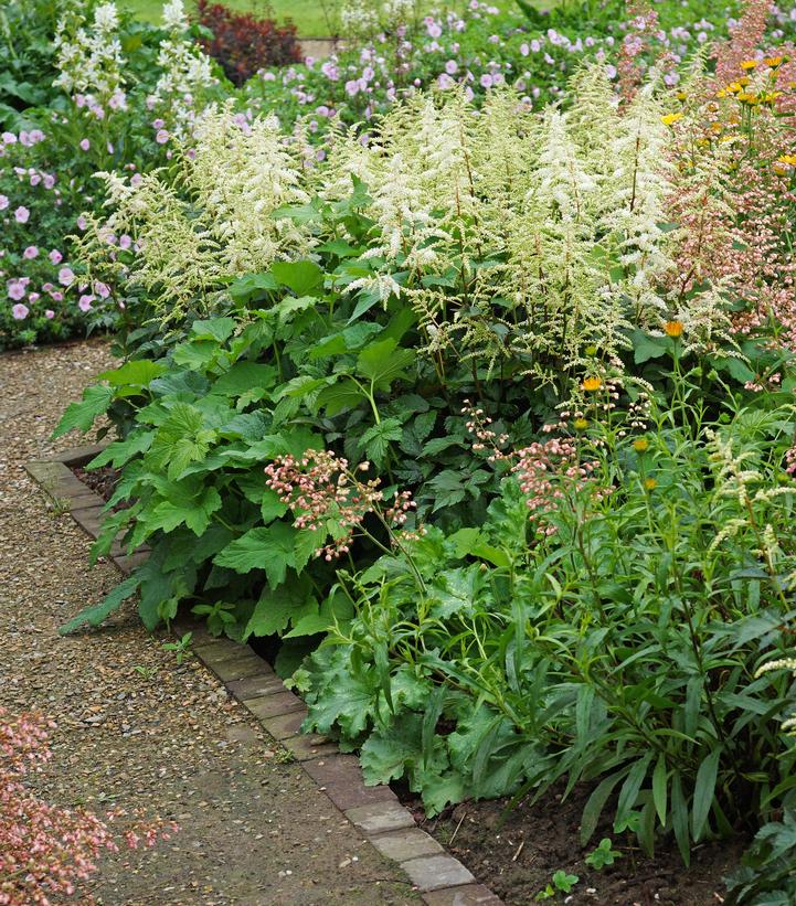 Astilbe arendsii 'Bridal Veil' Bridal Veil Astilbe from Dietrich Gardens