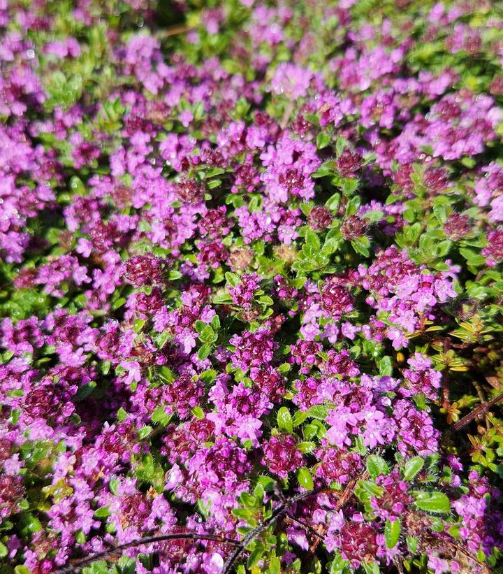 Thymus praecox ''Purple Carpet'' Creeping Thyme from Dietrich Gardens