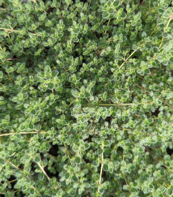 Thymus pseudolanuginosus Wooly Thyme from Dietrich Gardens