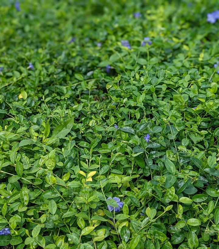 Vinca minor 'Bowles' Bowles Periwinkle from Dietrich Gardens