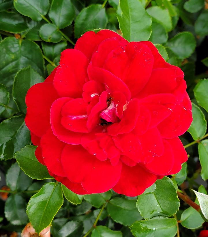 Rosa 'Paint The Town' Paint the Town Rose from Dietrich Gardens