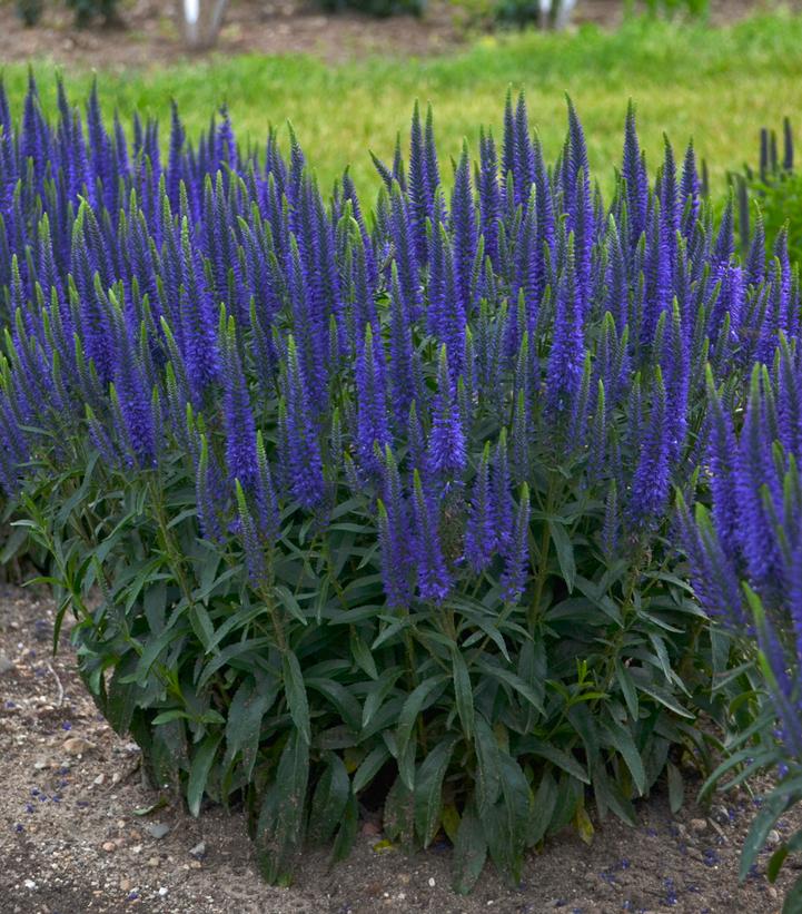 Veronica hybrid 'Magical Show® 'Wizard of Ahhs'' Wizard of Ahhs Spike