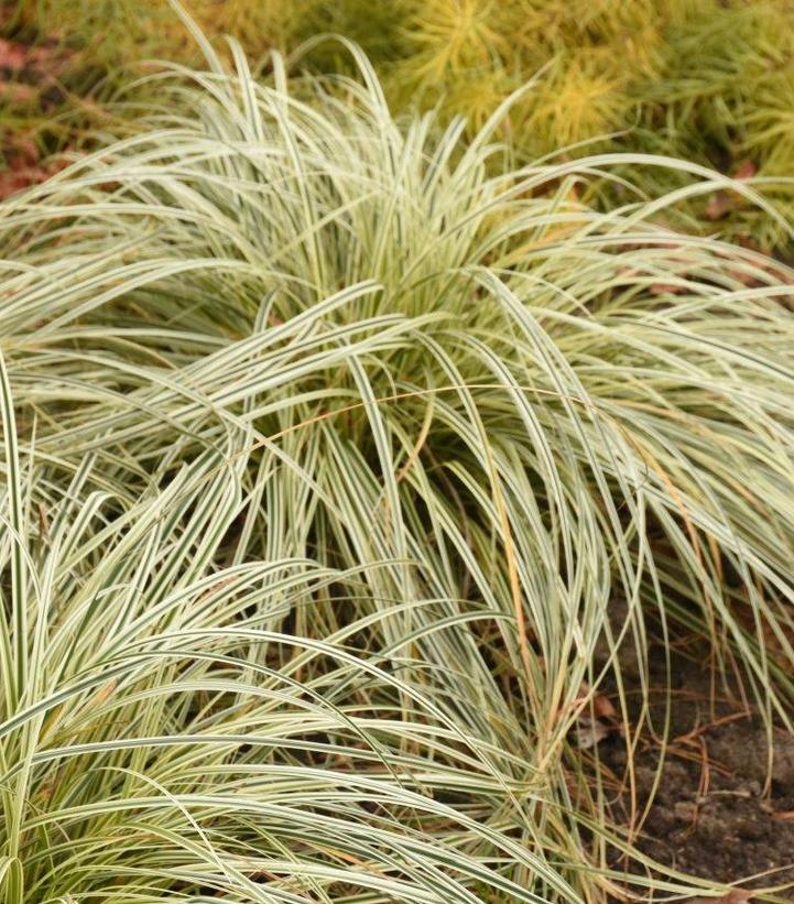 Carex oshimensis ''Feather Falls'' Feather Falls Sedge from Dietrich