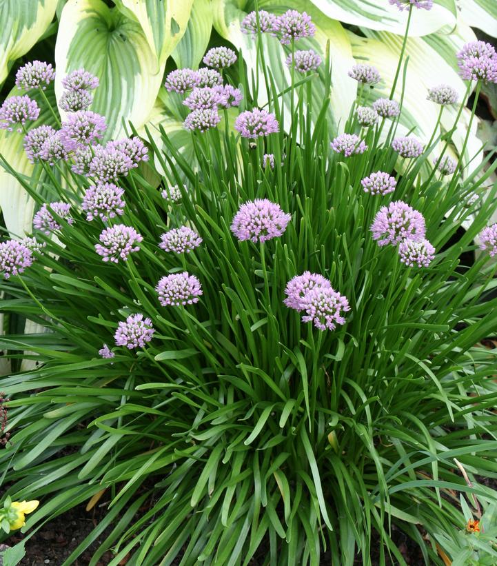 Allium lusitanicum ''Summer Beauty'' Summer Beauty Flowering Onion from