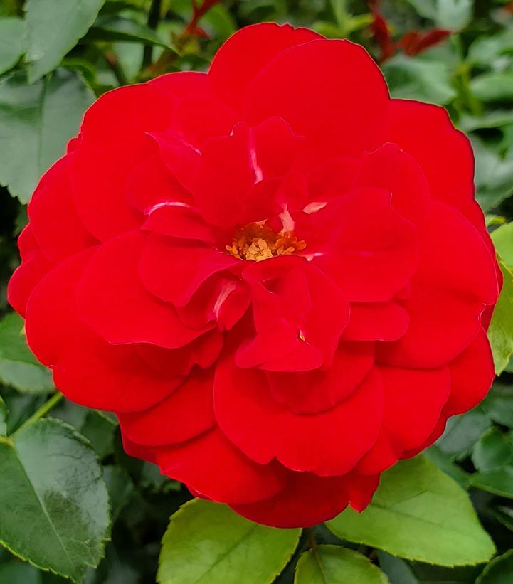 Rosa 'Paint The Town' Paint the Town Rose from Dietrich Gardens