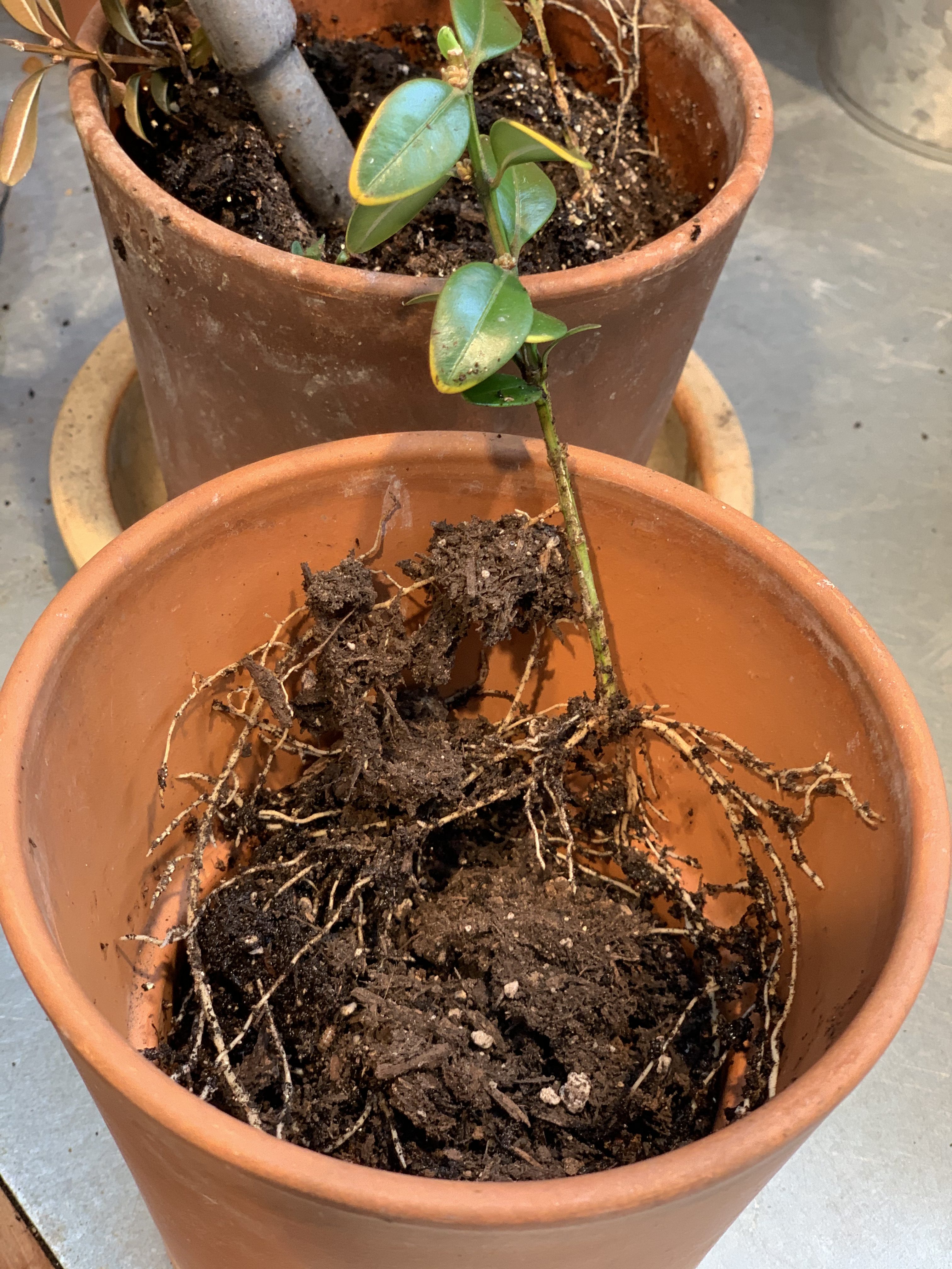 BLOOM THYME FRIDAY POTTING SHED PUTTERINGS The Garden Diary
