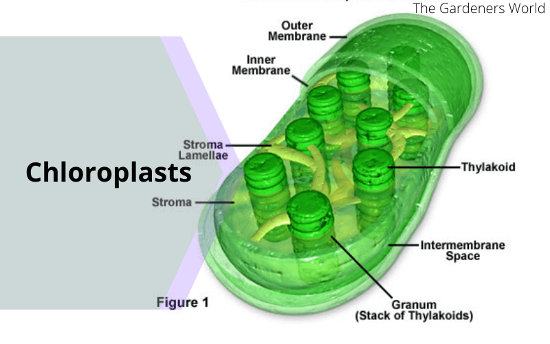 Are Plants Multicellular Plants Cell Structure The Gardeners World