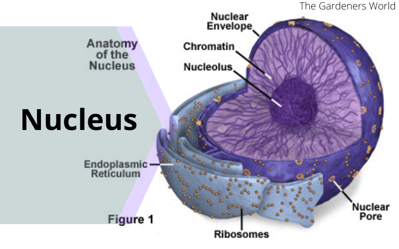 Are Plants Multicellular Plants Cell Structure The Gardeners World