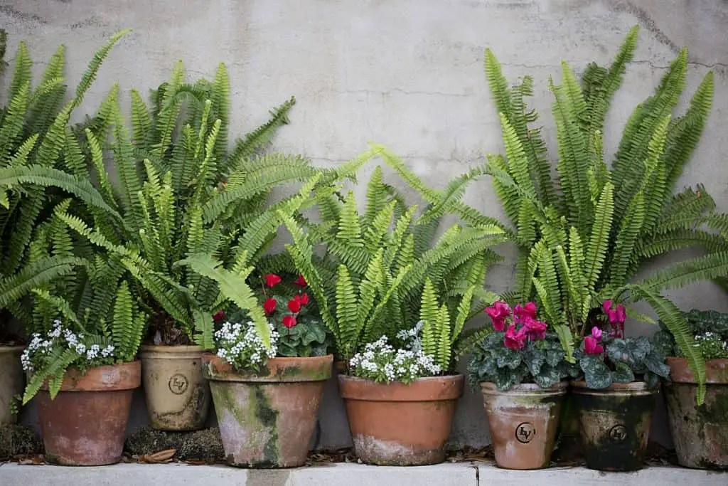 How to Fertilize Ferns in Pots Step by Step Guide (2023)