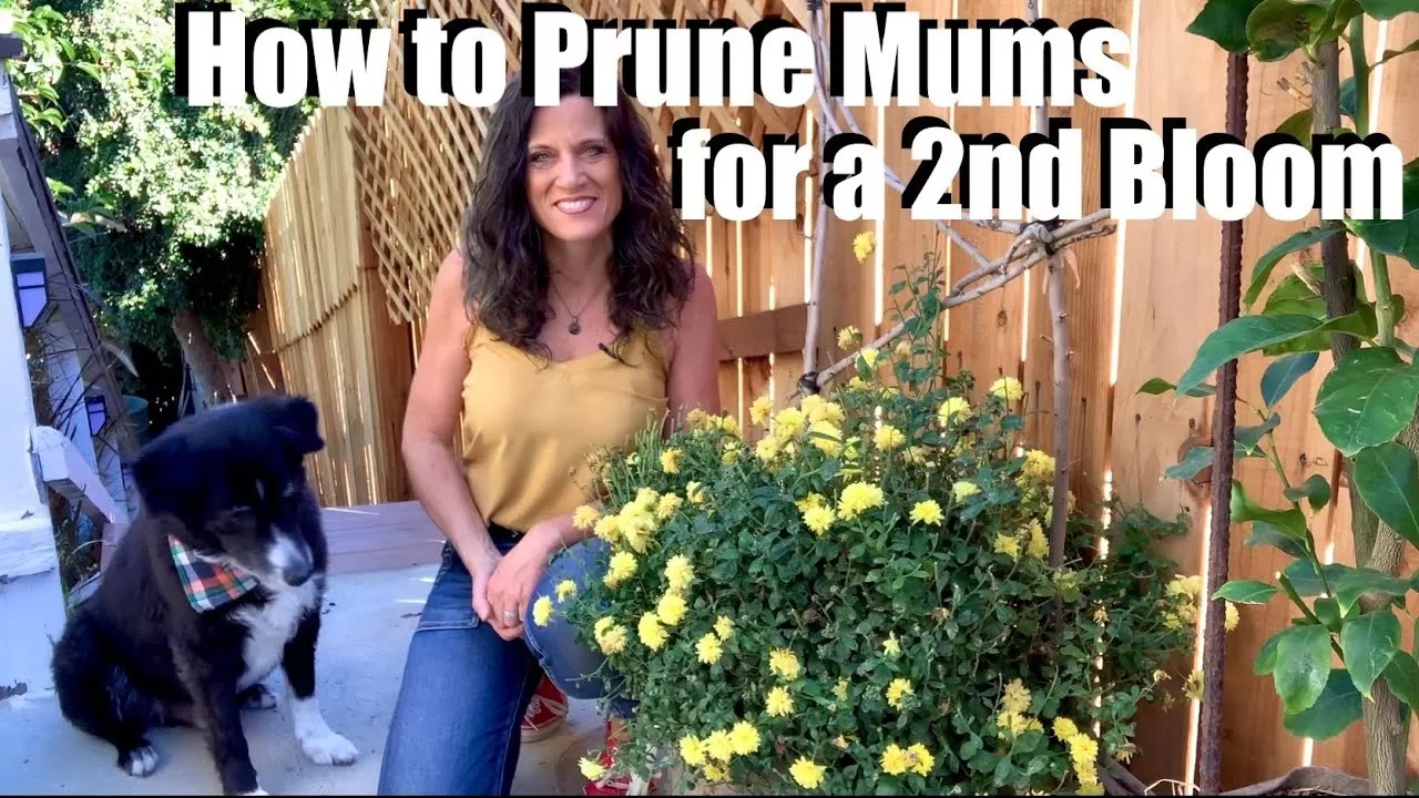 How to Prune Mums in Fall Step by Step Guide (2024)