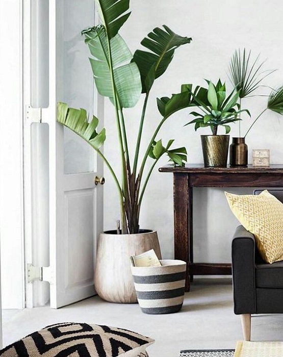 15 Smart Ideas To Fill Empty Space Using Tall Indoor Plants