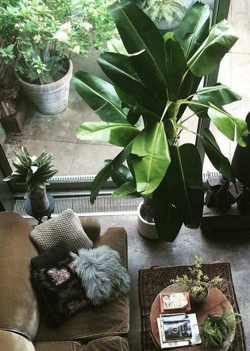 15 Smart Ideas To Fill Empty Space Using Tall Indoor Plants