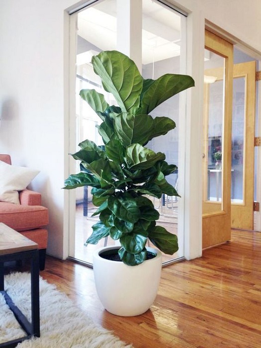 15 Smart Ideas To Fill Empty Space Using Tall Indoor Plants